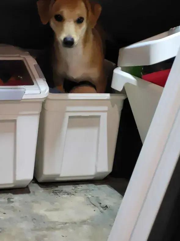 Enlarge Fawn, a Adoptable mixed breed in Grand Rapids, MI image 5/6