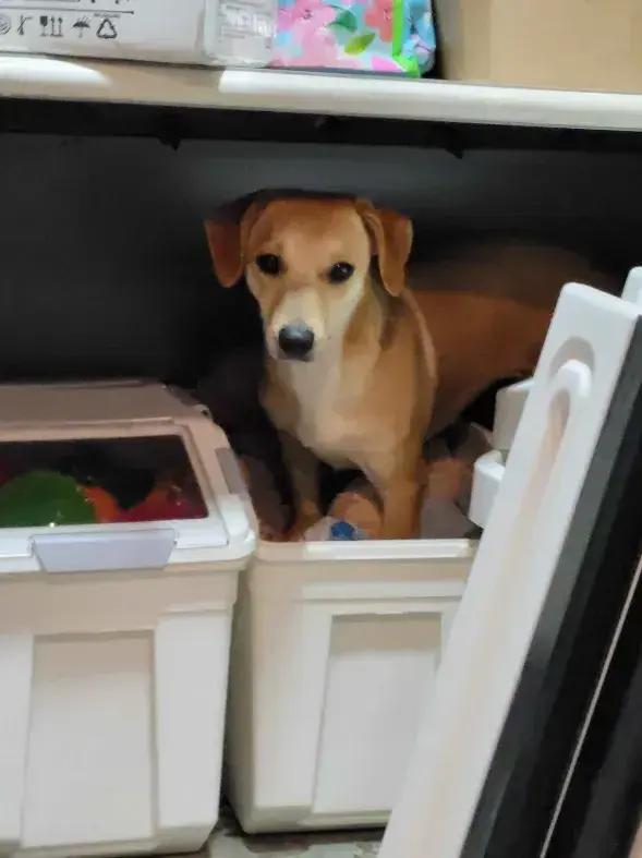 Enlarge Fawn, a Adoptable mixed breed in Grand Rapids, MI image 6/6