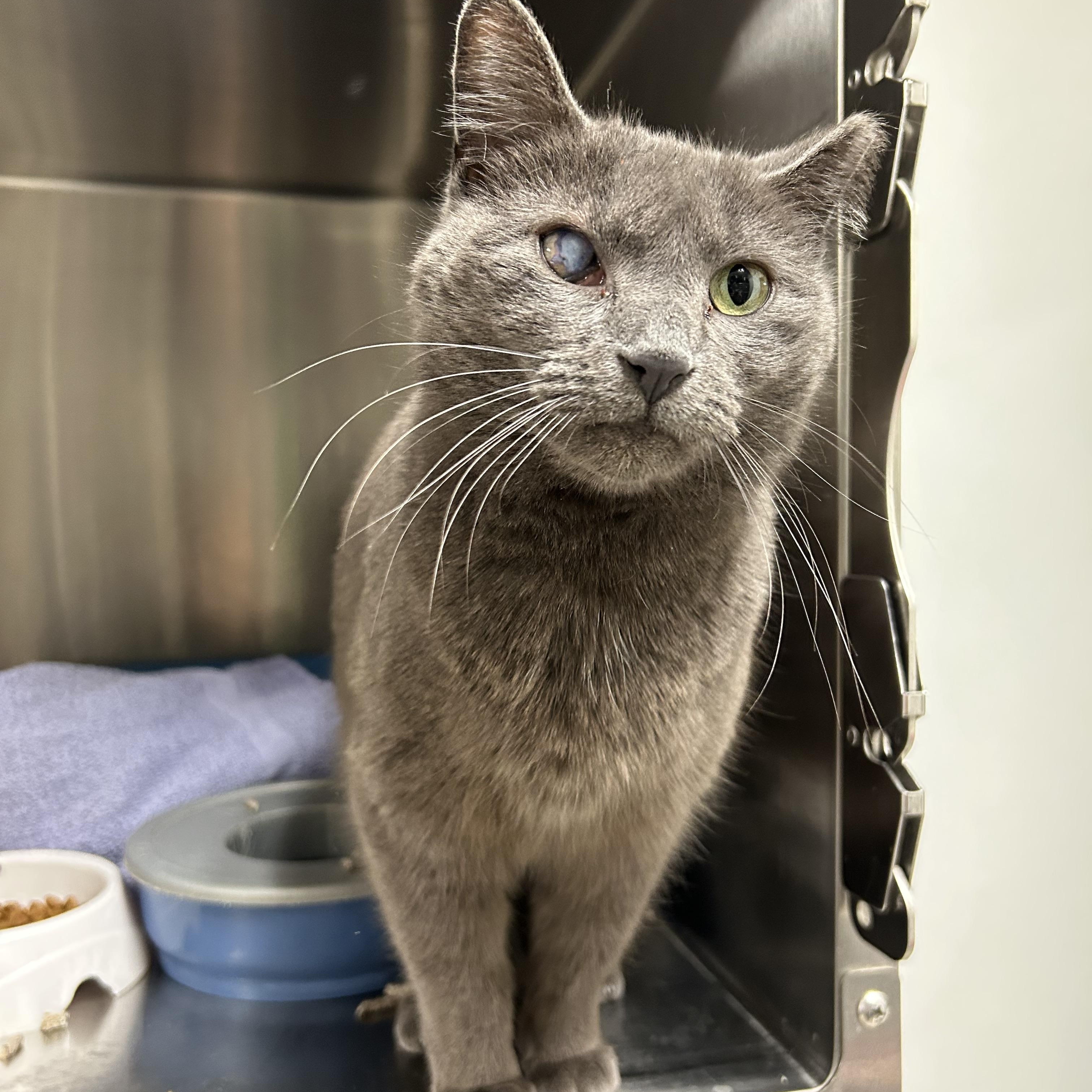 JoJo, a Adoptable Domestic Short Hair in La Grange Park, IL image 5/5
