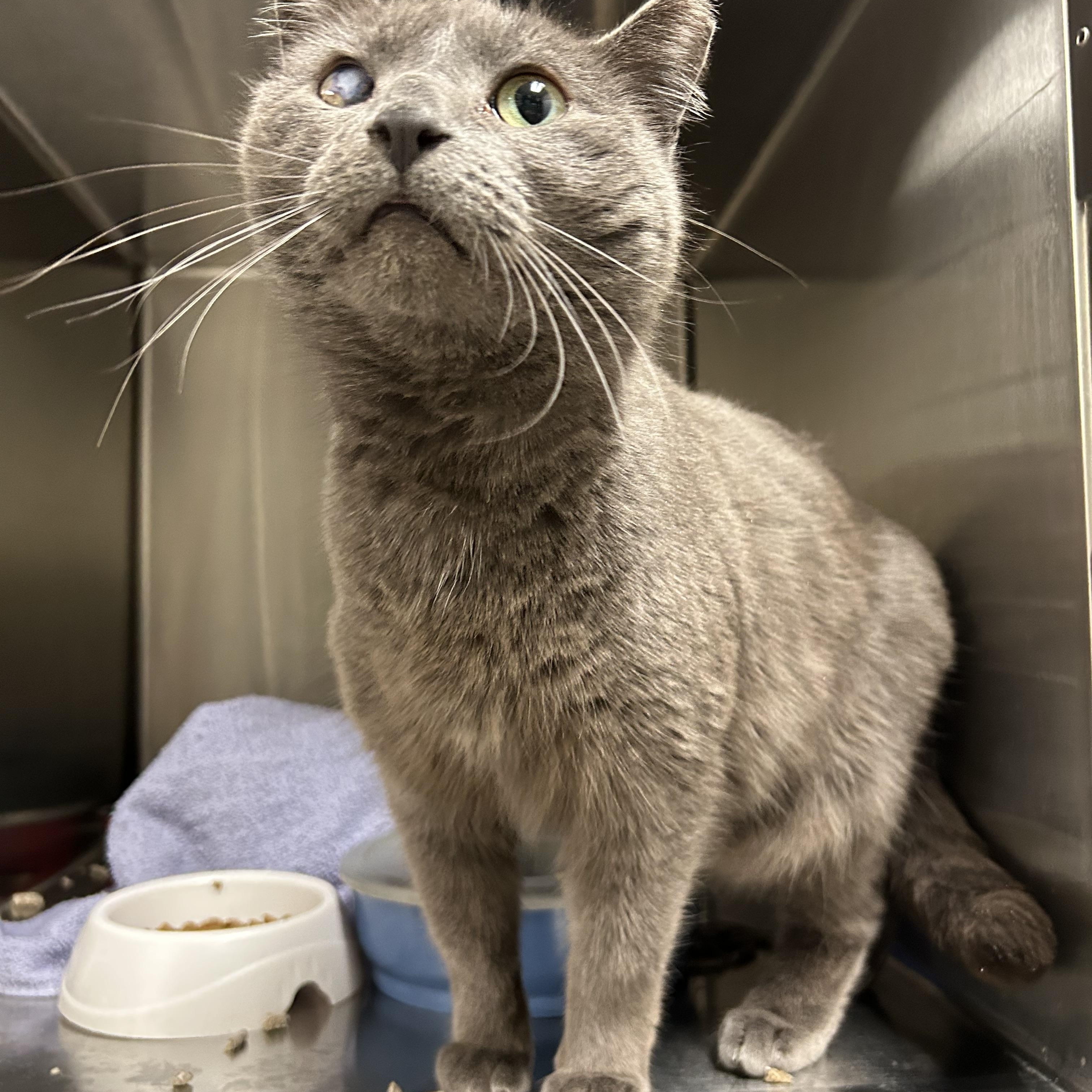 JoJo, a Adoptable Domestic Short Hair in La Grange Park, IL image 4/5