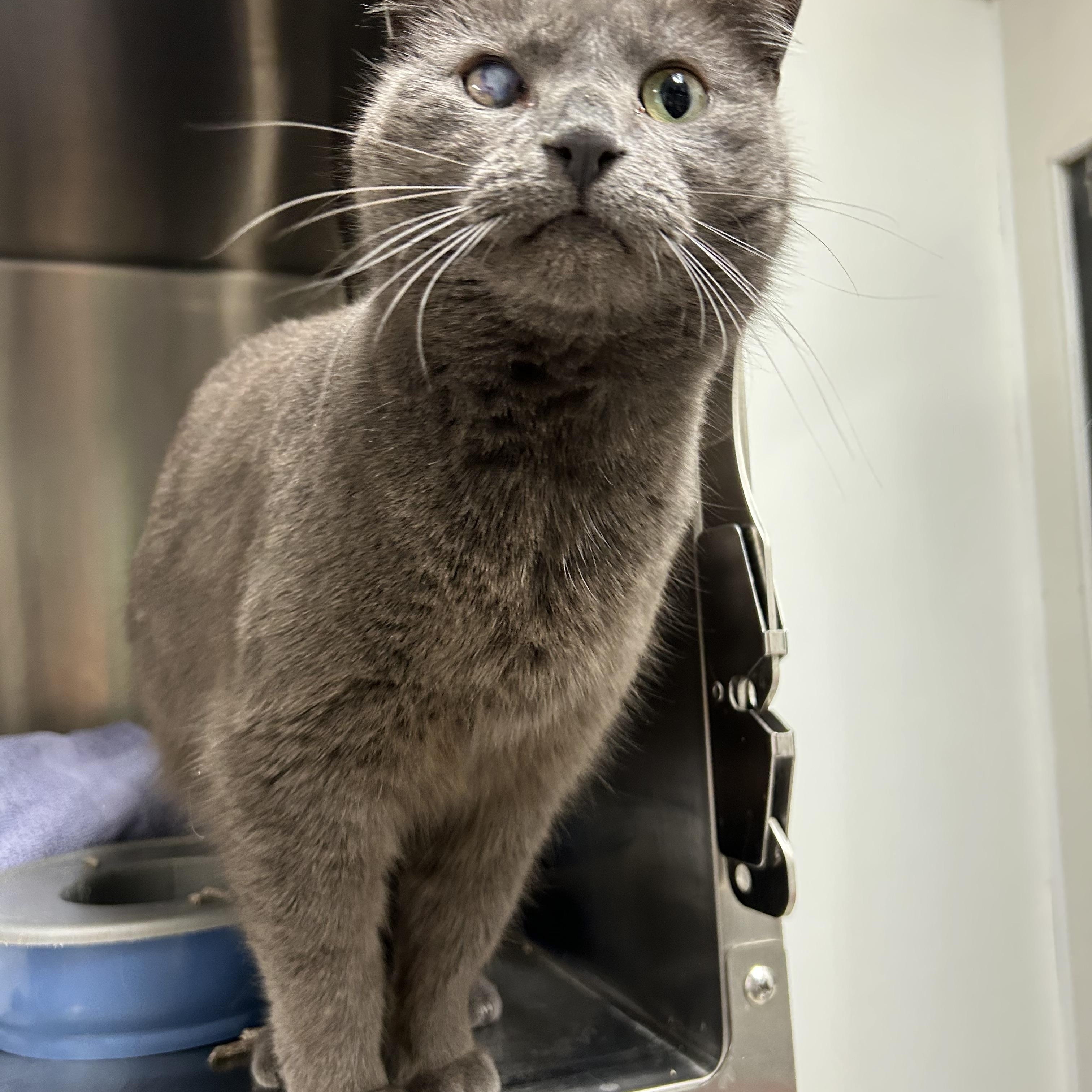 JoJo, a Adoptable Domestic Short Hair in La Grange Park, IL image 1/5