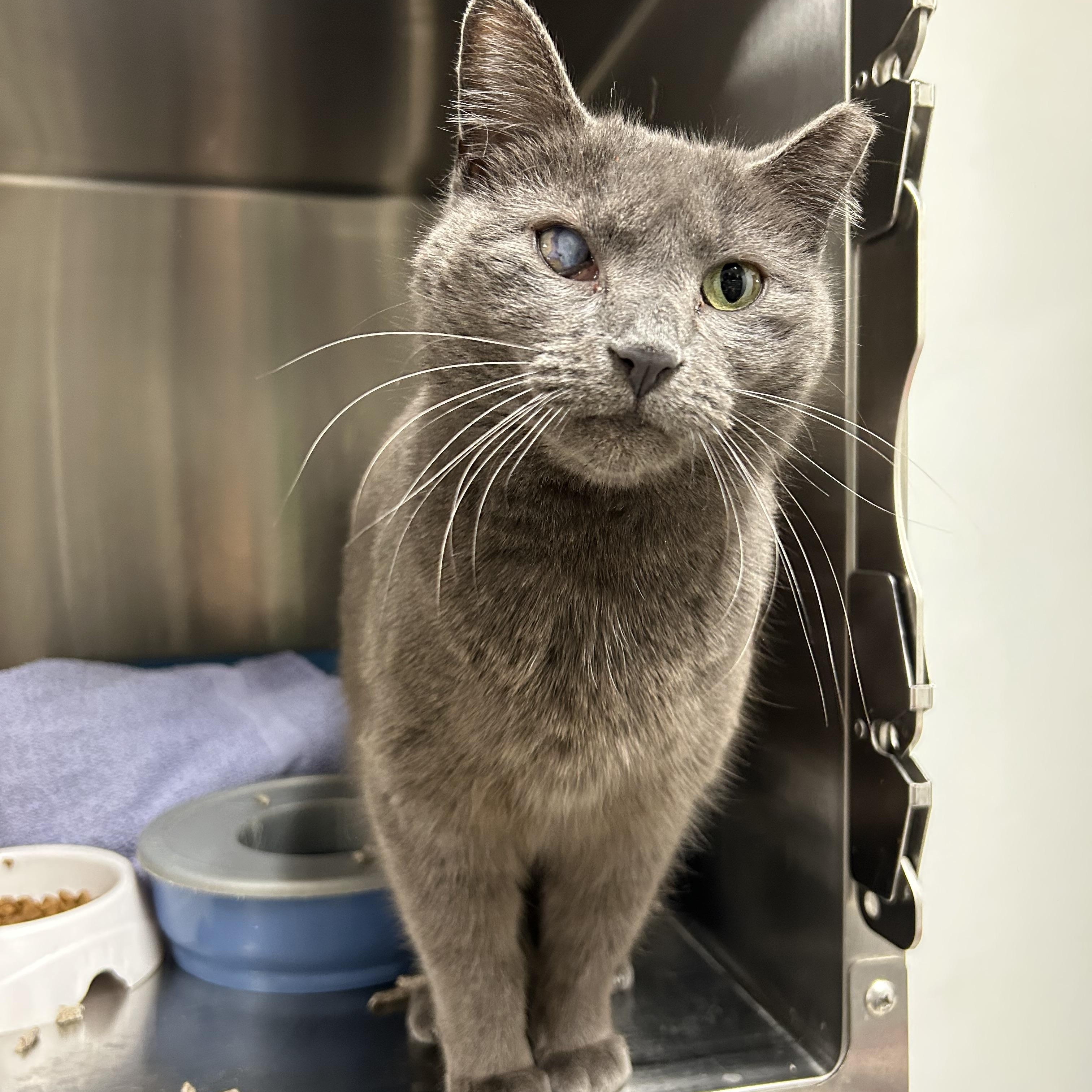 JoJo, a Adoptable Domestic Short Hair in La Grange Park, IL image 3/5
