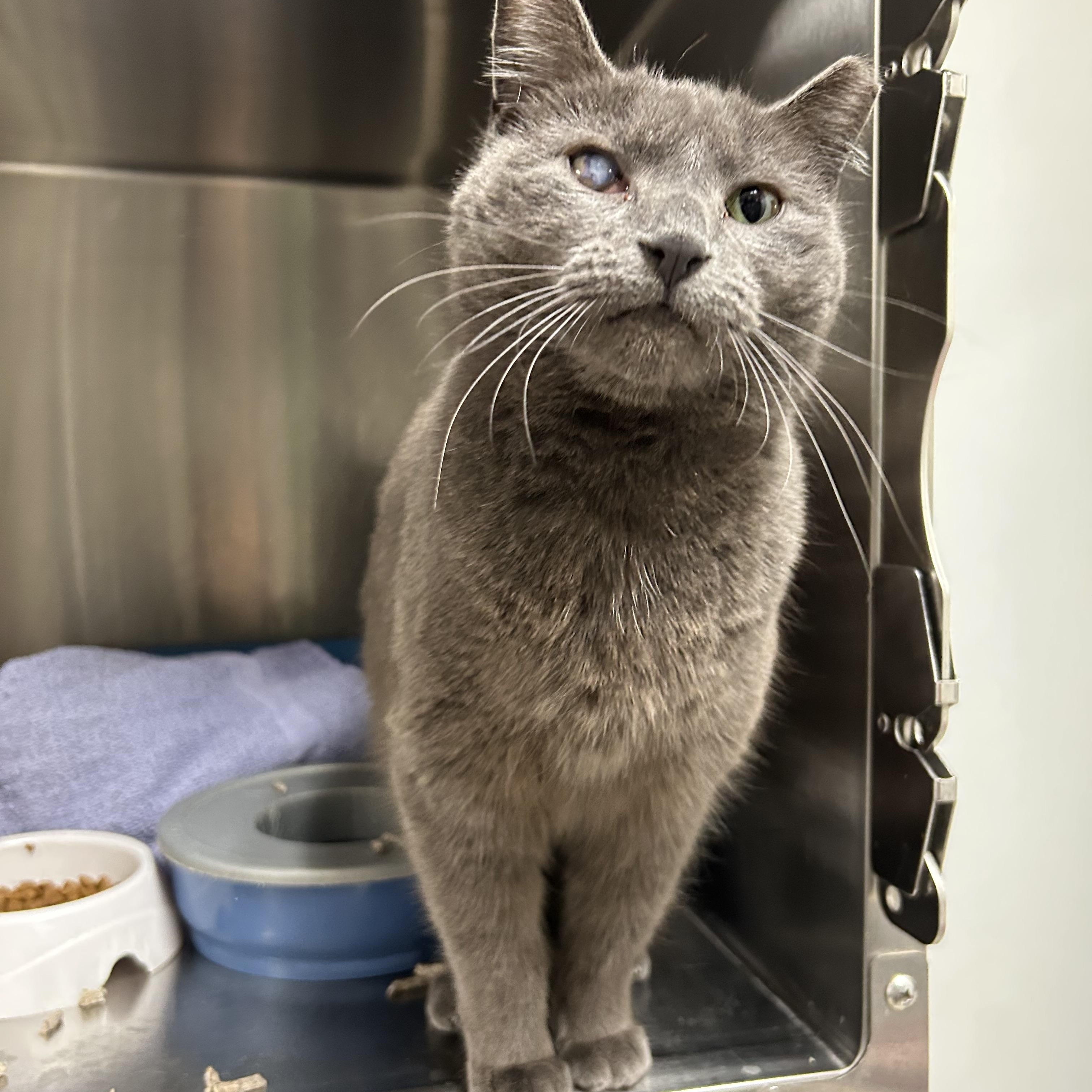 JoJo, a Adoptable Domestic Short Hair in La Grange Park, IL image 2/5