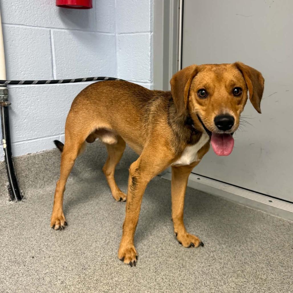 August, Adoptable, Young Male Beagle.