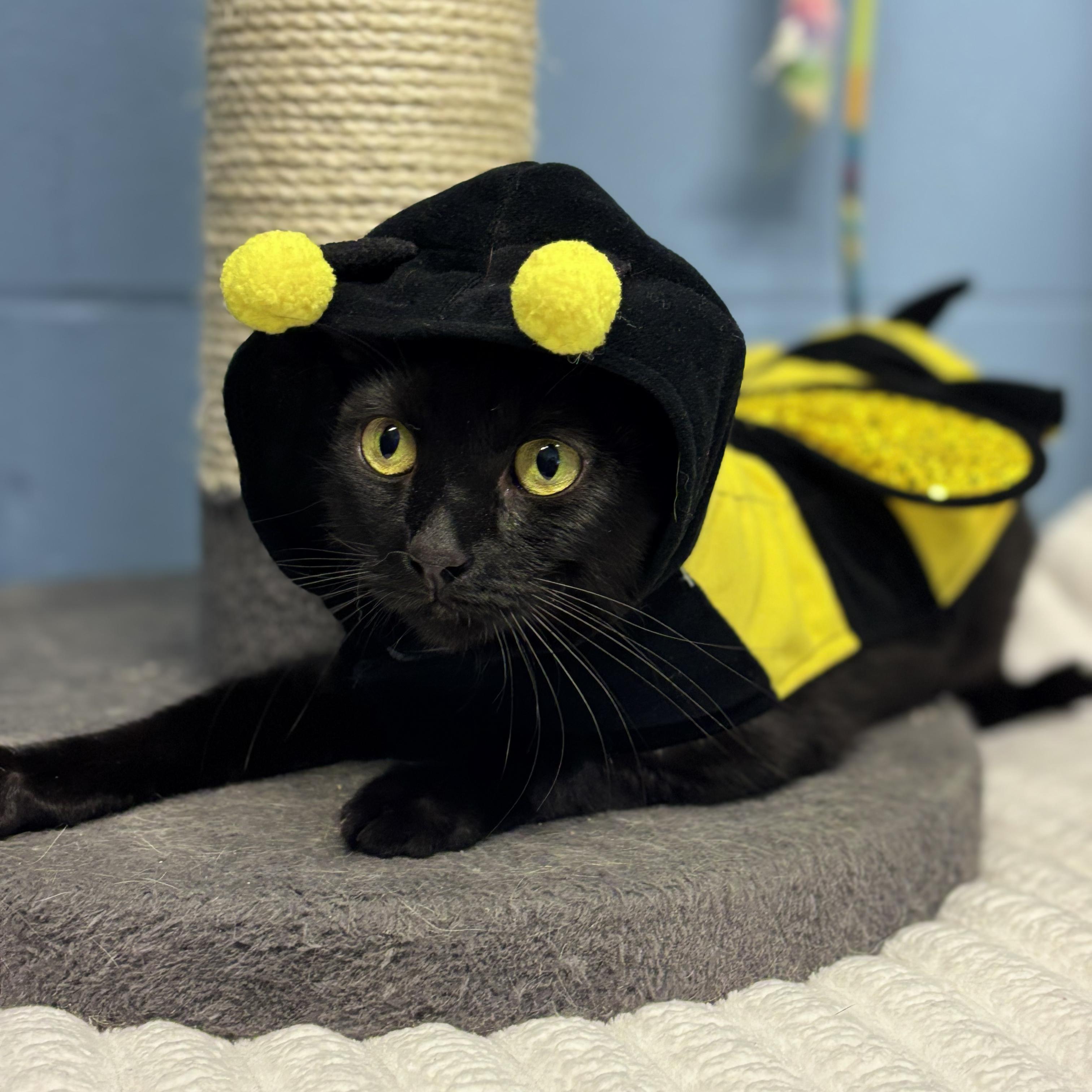 Enlarge Diva, a Adoptable Domestic Short Hair in Lowell, AR image 2/3