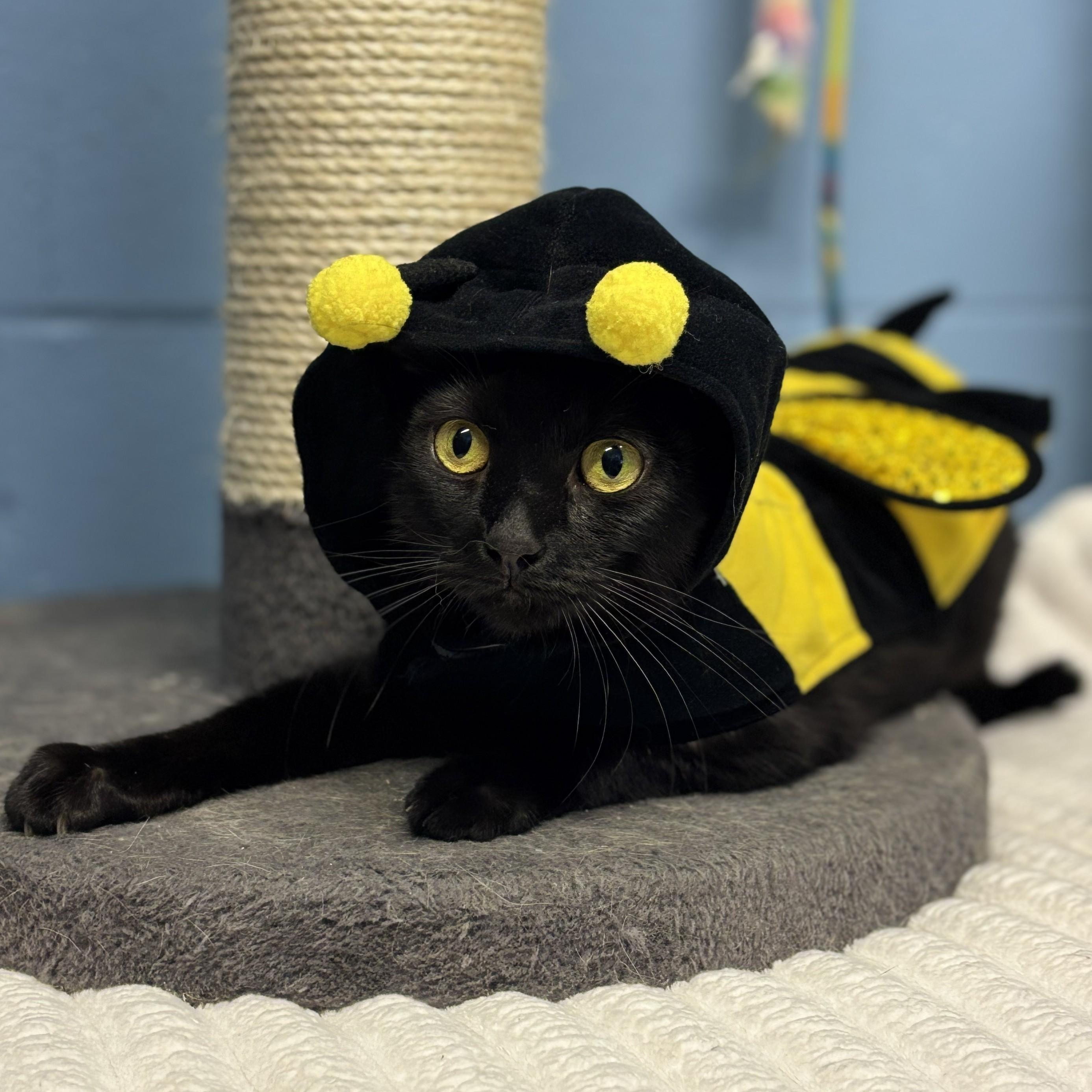 Enlarge Diva, a Adoptable Domestic Short Hair in Lowell, AR image 3/3