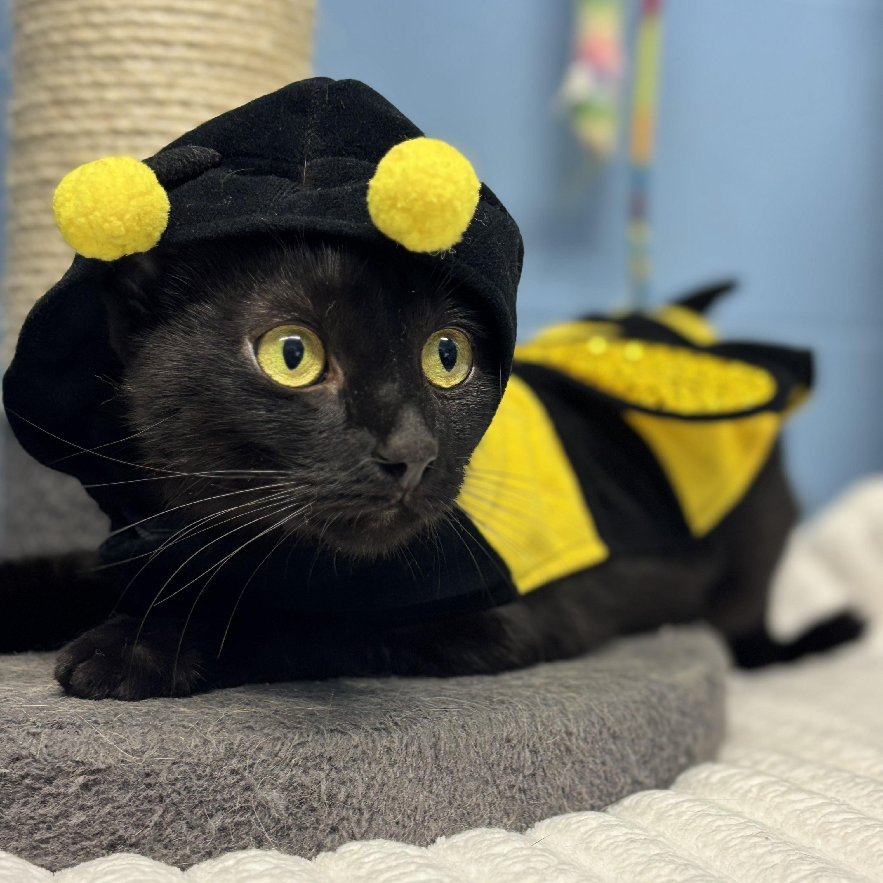 Enlarge Diva, a Adoptable Domestic Short Hair in Lowell, AR image 1/3