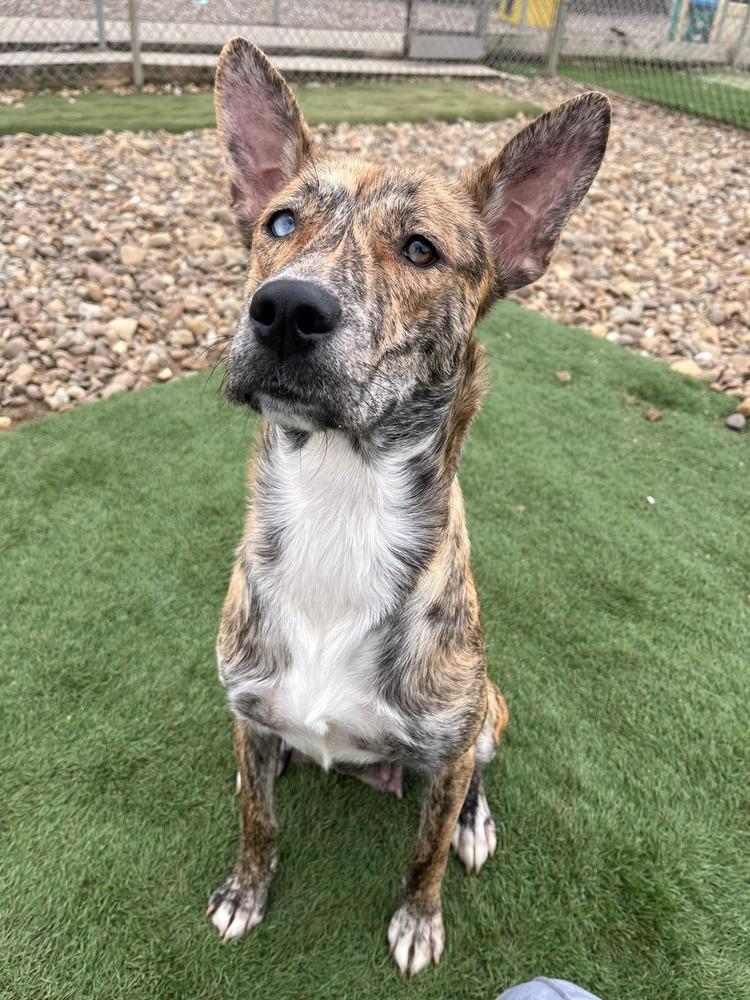 Juno, Adoptable, Puppy Female Mixed Breed.