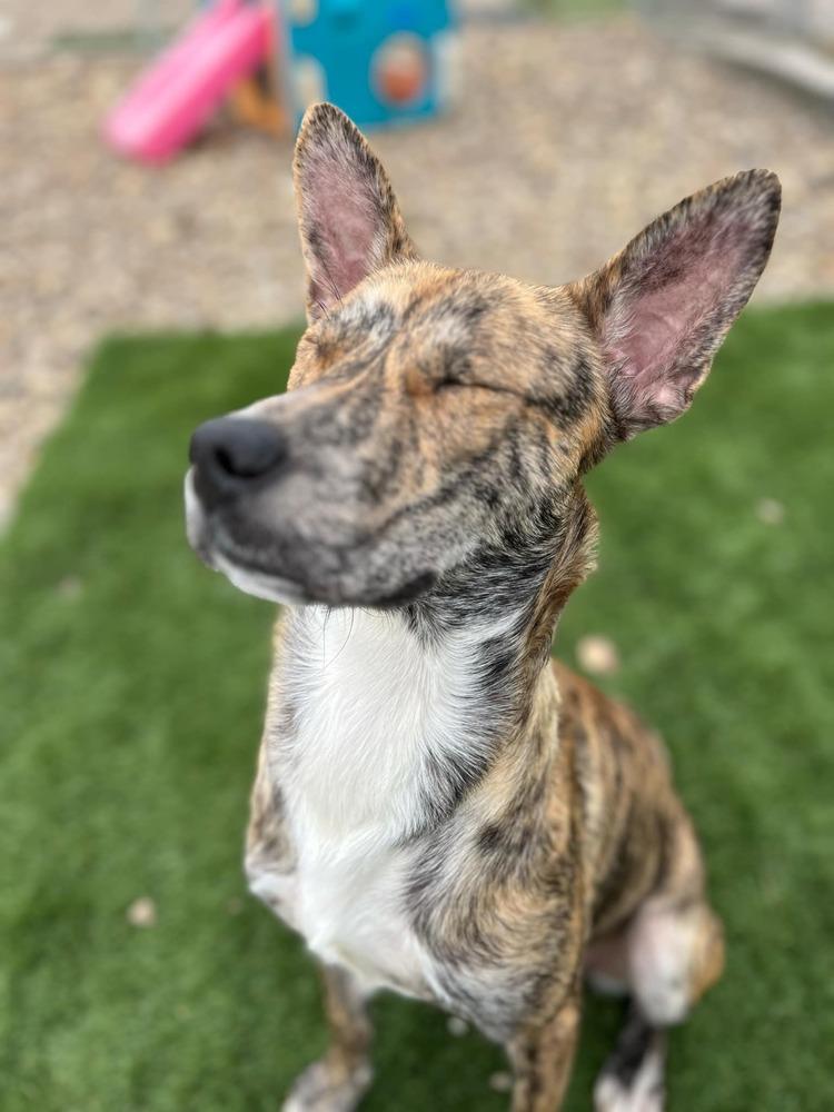 Enlarge Juno, a Adoptable mixed breed in Evansville, IN image 2/5