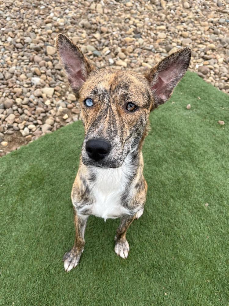 Enlarge Juno, a Adoptable mixed breed in Evansville, IN image 4/5