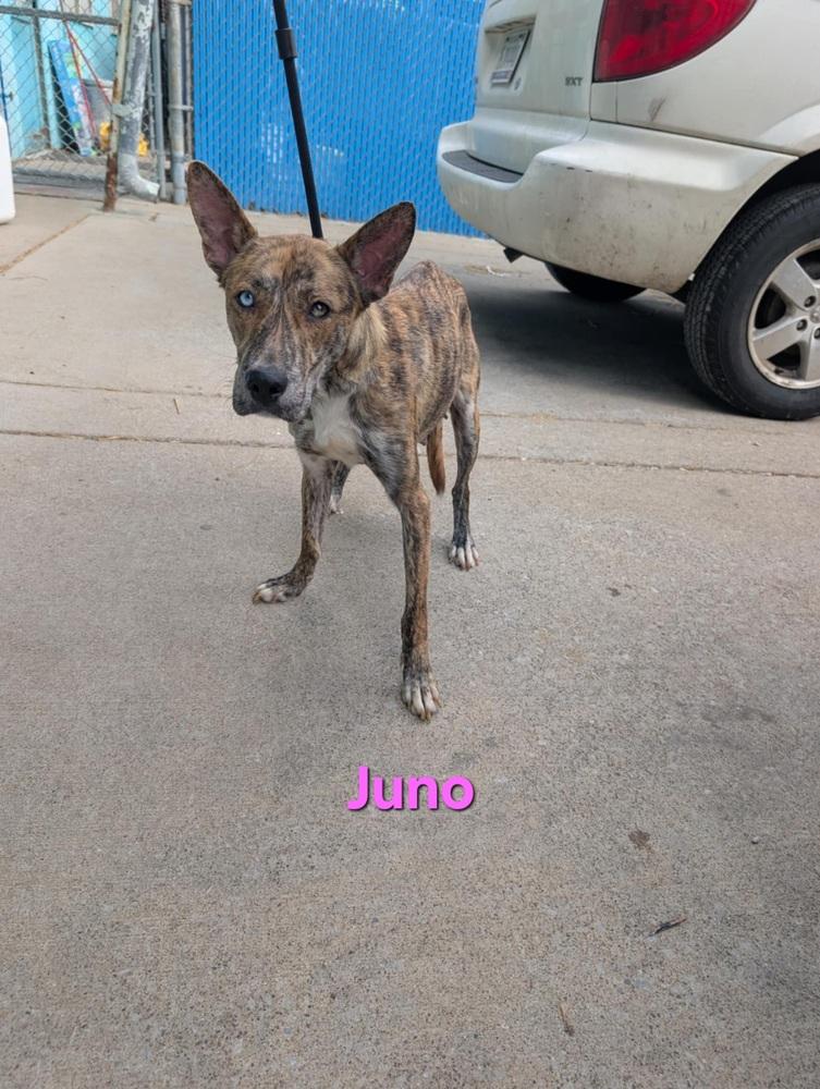 Enlarge Juno, a Adoptable mixed breed in Evansville, IN image 5/5