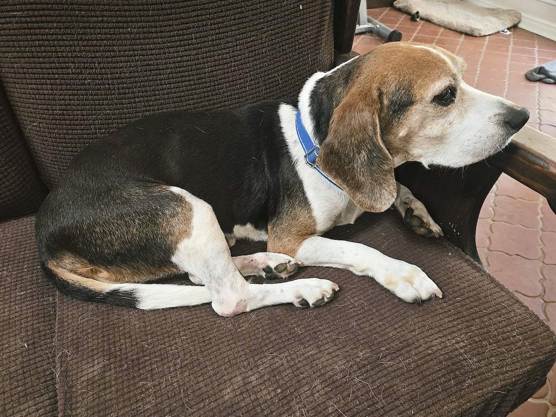 Bendy, a ADOPTABLE Beagle in Tomball, TX image 4/4