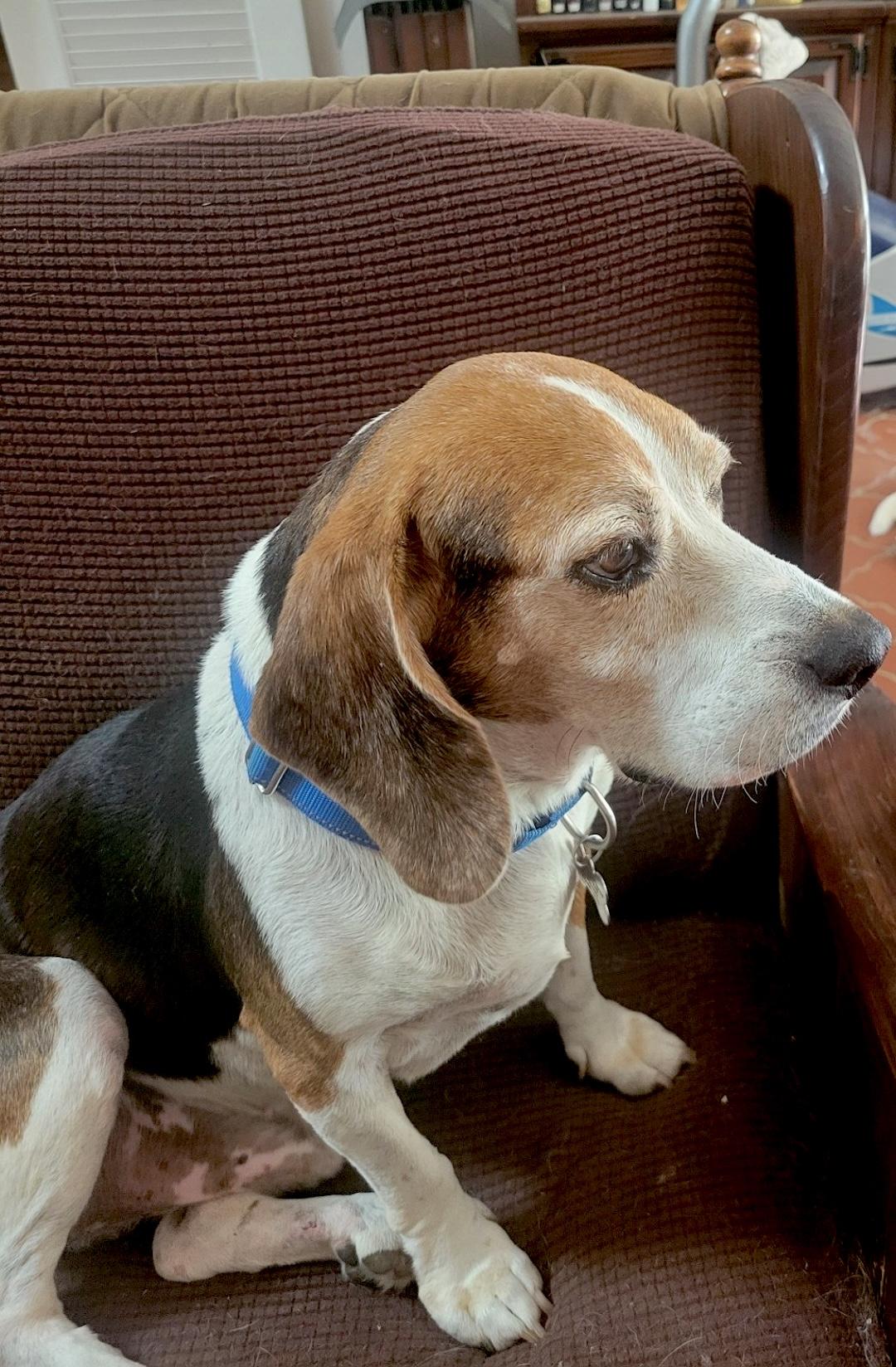 Bendy, ADOPTABLE, Senior Male Beagle.