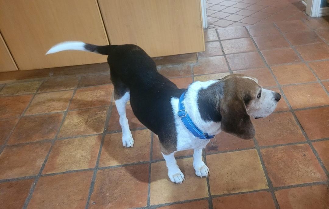 Bendy, a ADOPTABLE Beagle in Tomball, TX image 2/4