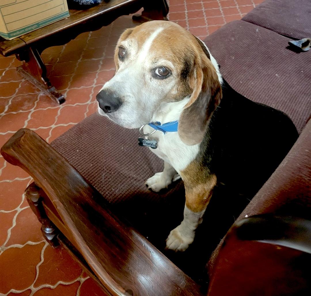 Bendy, a ADOPTABLE Beagle in Tomball, TX image 3/4