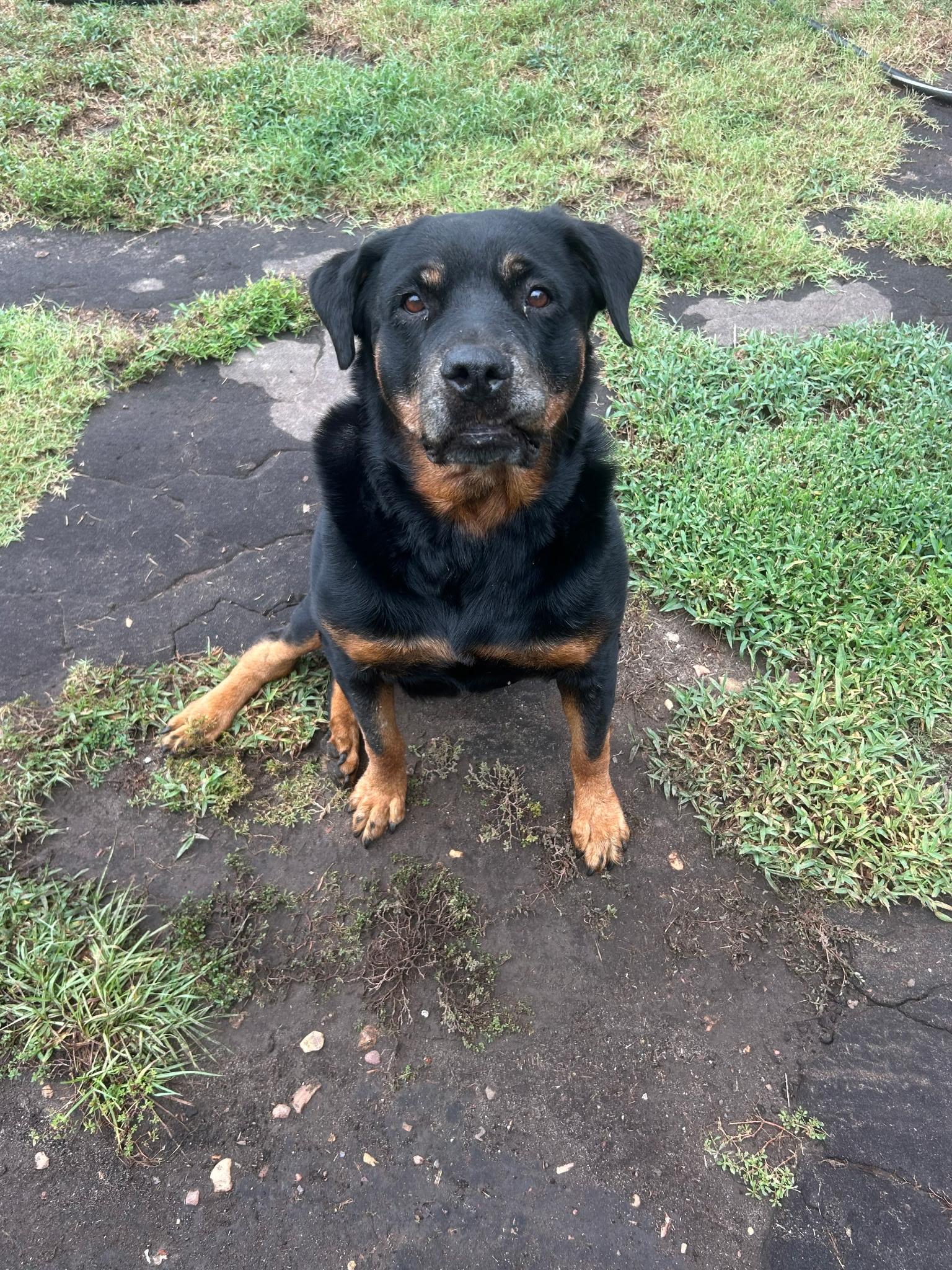Enlarge Scrappy, a Adoptable Rottweiler in Polk, OH image 1/2