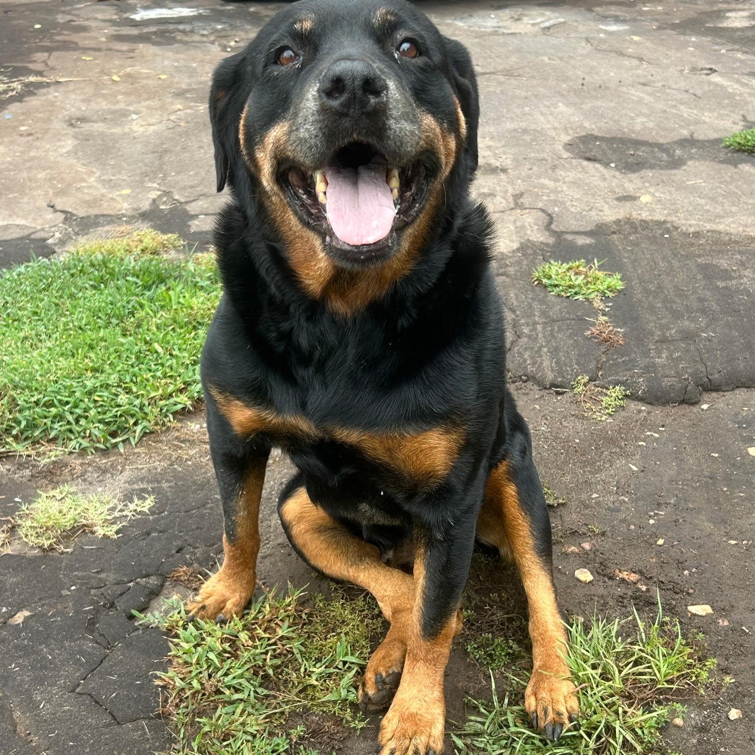 Enlarge Scrappy, a Adoptable Rottweiler in Polk, OH image 2/2