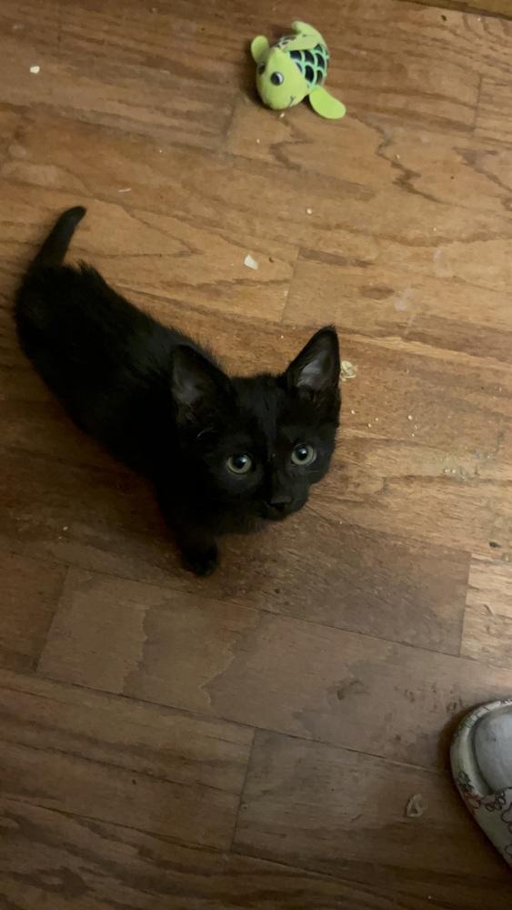 Bam Bam B. (Red), Adoptable, Kitten Male Domestic Short Hair.