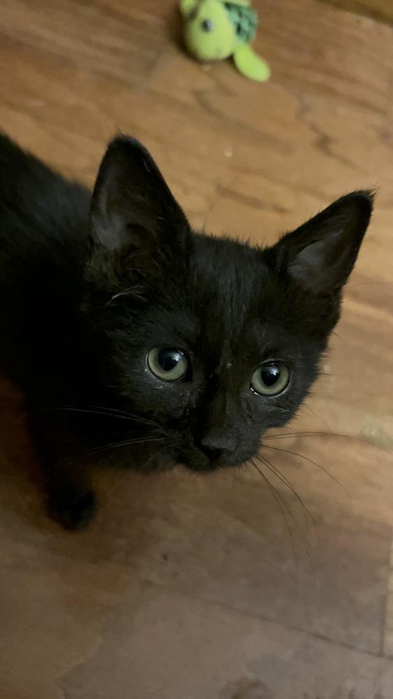 Bam Bam B. (Red), a Adoptable Domestic Short Hair in Peoria, IL image 2/2