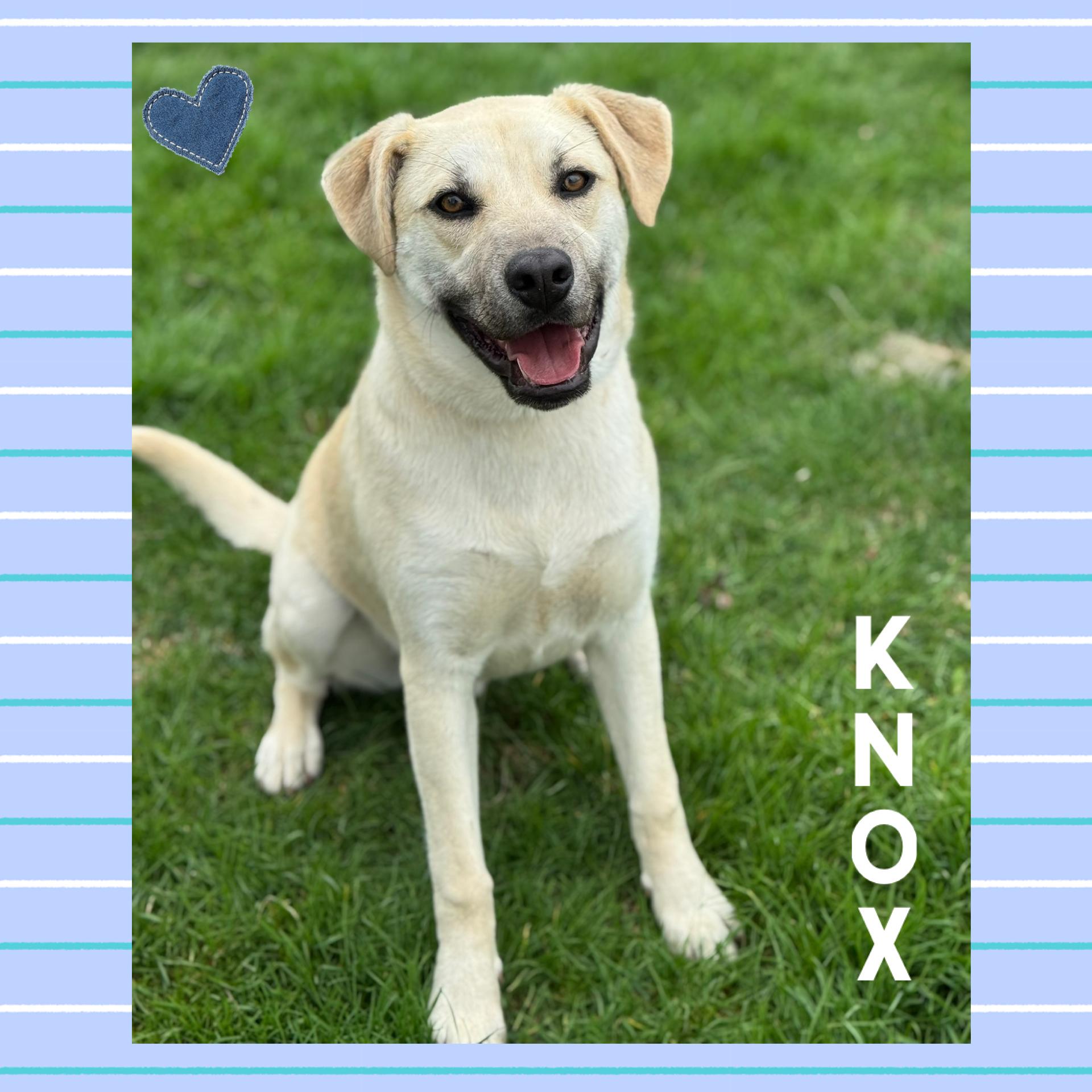 Enlarge Knox, an adopted mixed breed in Mokena, IL image 1/2