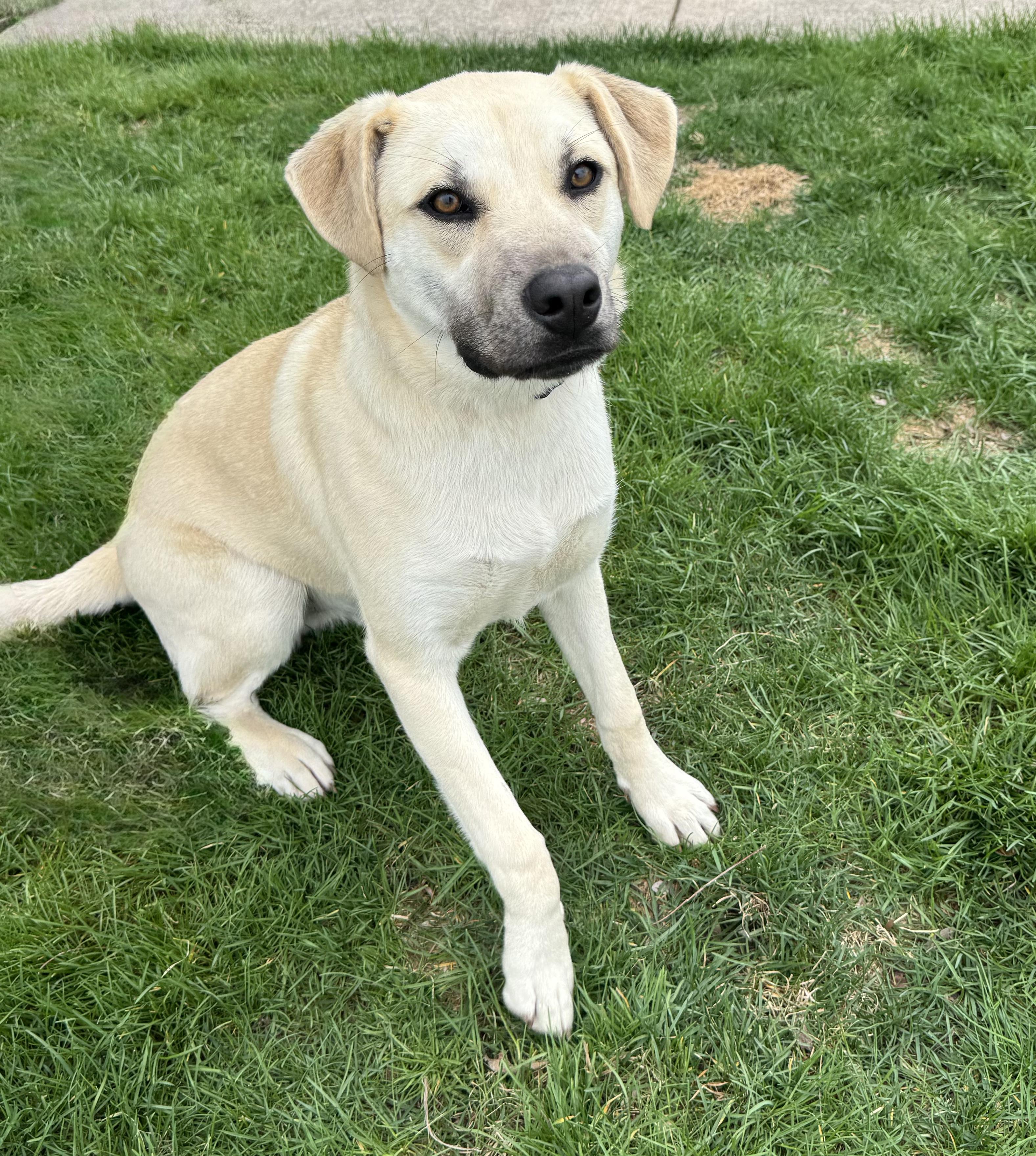 Enlarge Knox, an adopted mixed breed in Mokena, IL image 2/2