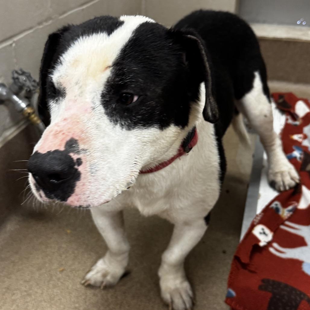 Bear Bear, Adoptable, Adult Male Basset Hound & Labrador Retriever.