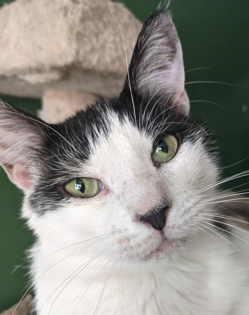 Enlarge Mojo, a Adoptable Domestic Short Hair in New York, NY image 1/15