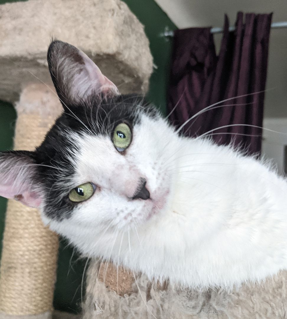 Enlarge Mojo, a Adoptable Domestic Short Hair in New York, NY image 2/15