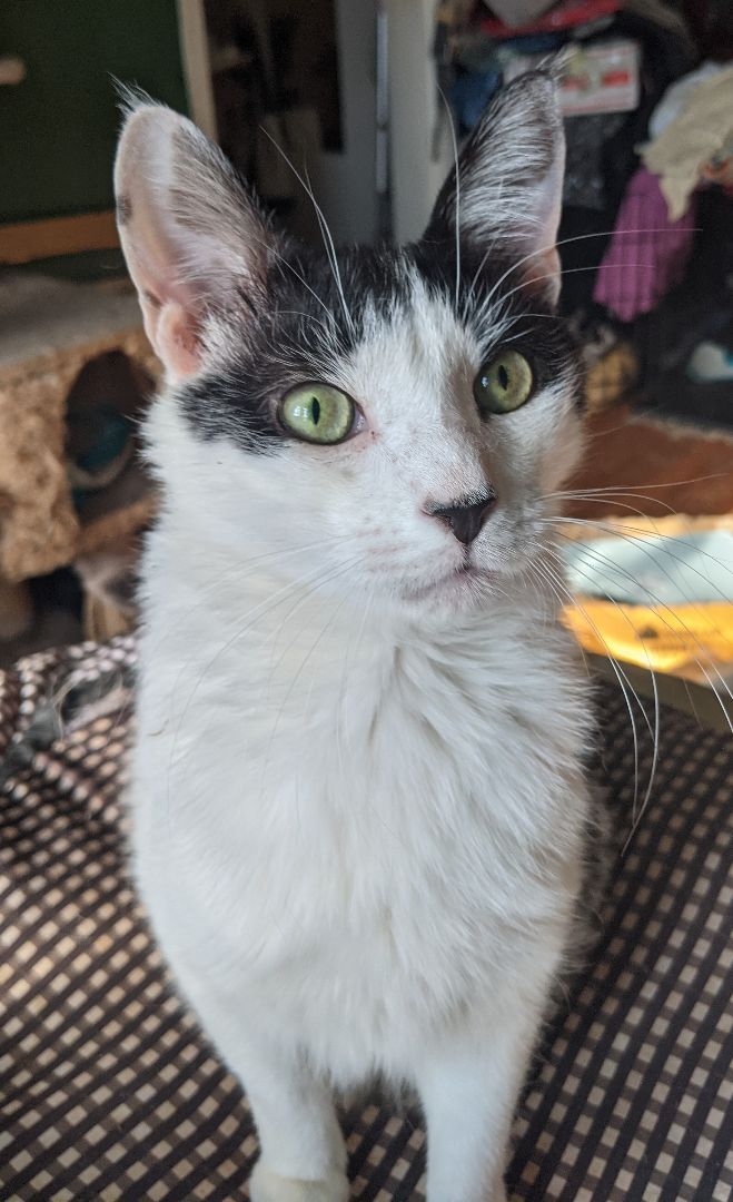 Enlarge Mojo, a Adoptable Domestic Short Hair in New York, NY image 3/15