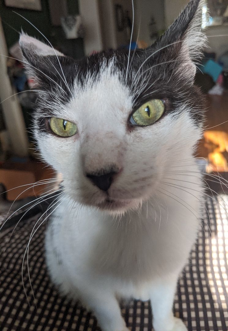 Enlarge Mojo, a Adoptable Domestic Short Hair in New York, NY image 4/15