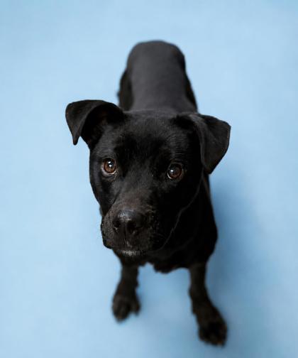 Weston, Adoptable, Adult Male Labrador Retriever & Mixed Breed.