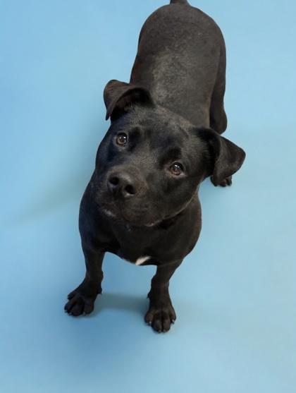 Enlarge Weston, a Adoptable mixed breed in Bowling Green, KY image 2/2
