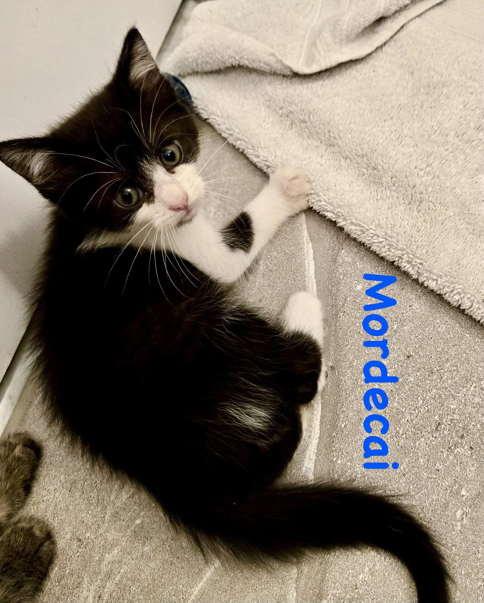 Mordecai, Adoptable, Kitten Male Domestic Short Hair.