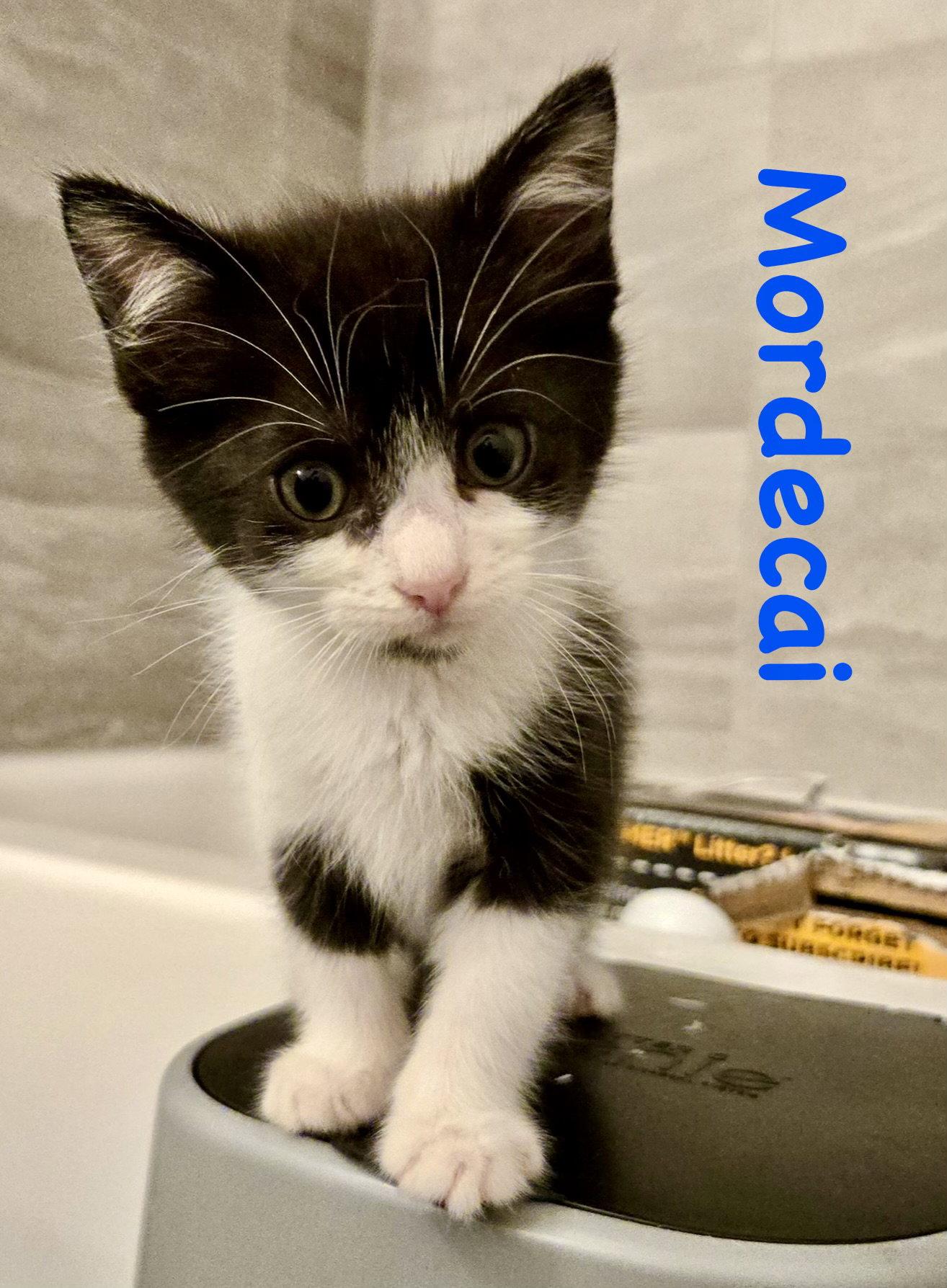 Enlarge Mordecai, a Adoptable Domestic Short Hair in Reston, VA image 2/3