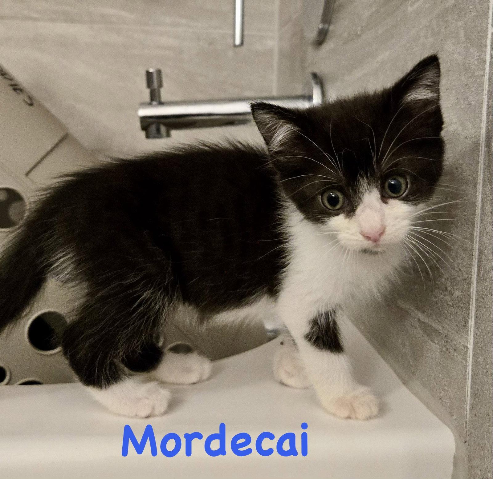 Enlarge Mordecai, a Adoptable Domestic Short Hair in Reston, VA image 3/3