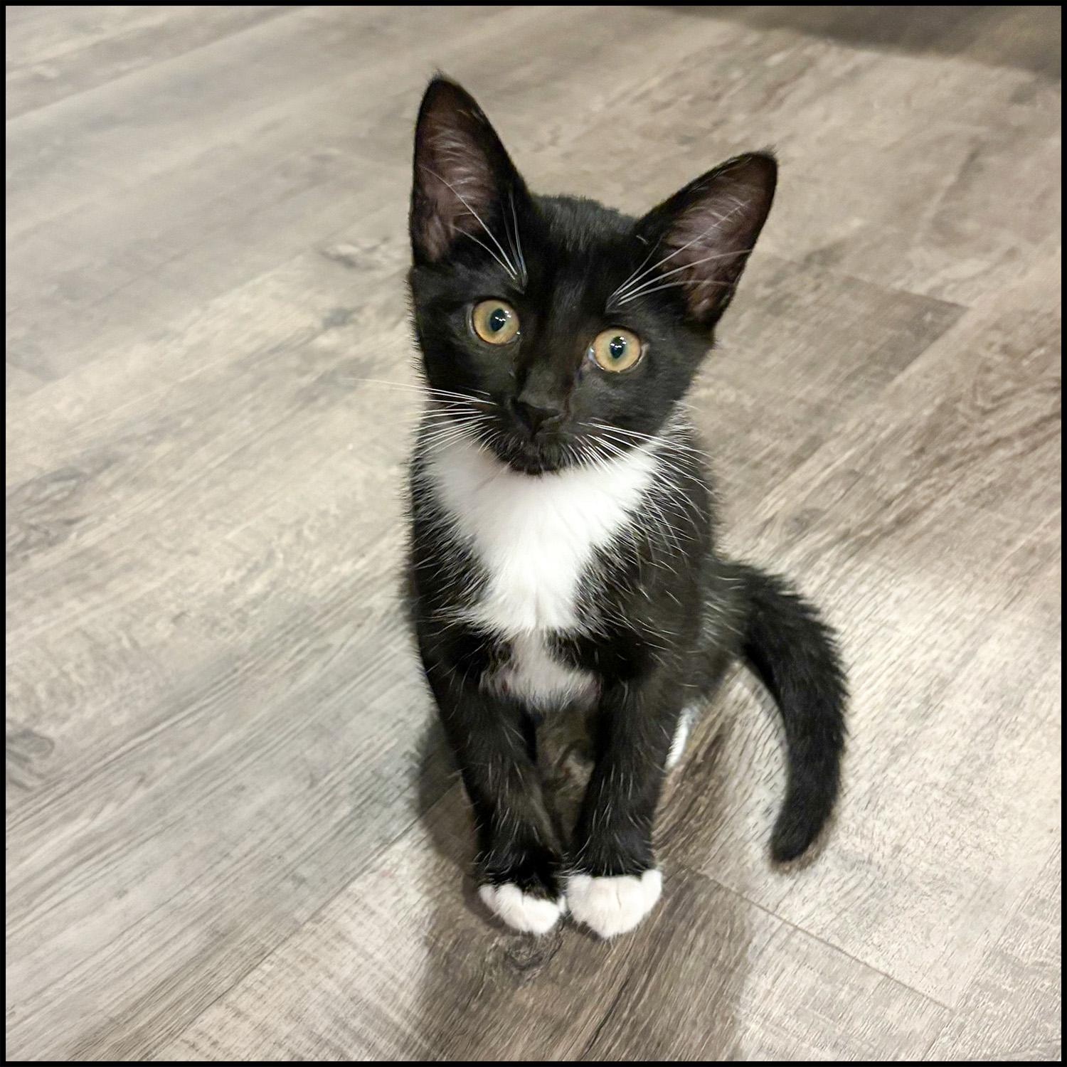 Enlarge Swirl, a Adoptable mixed breed in Roswell, GA image 2/6