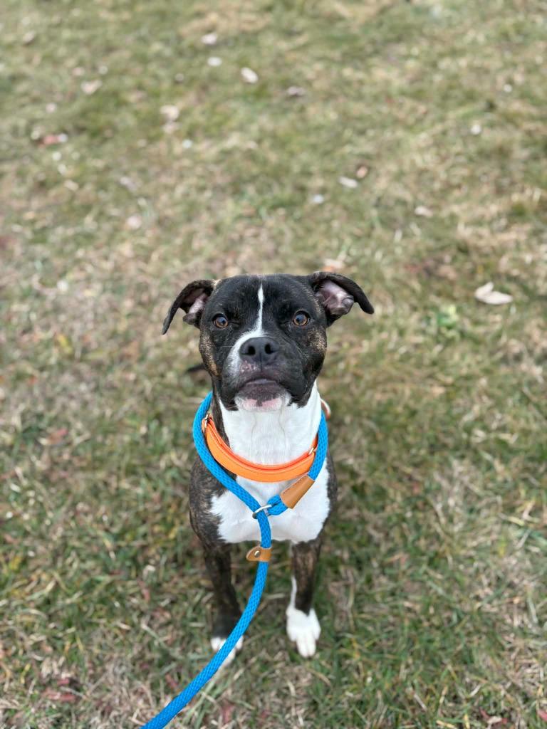 Calisto (Buddy), Adoptable, Young Male Pit Bull Terrier.