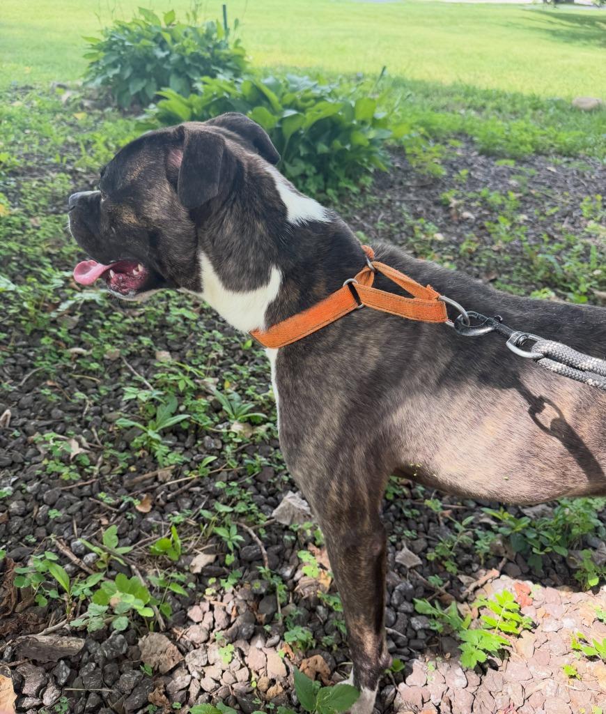 Calisto (Buddy), a Adoptable mixed breed in Waverly, NY image 3/5