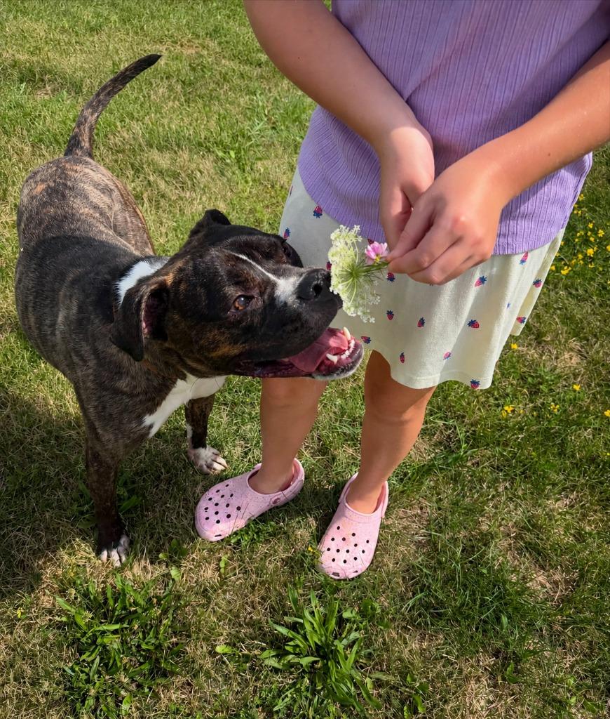 Calisto (Buddy), a Adoptable mixed breed in Waverly, NY image 4/5