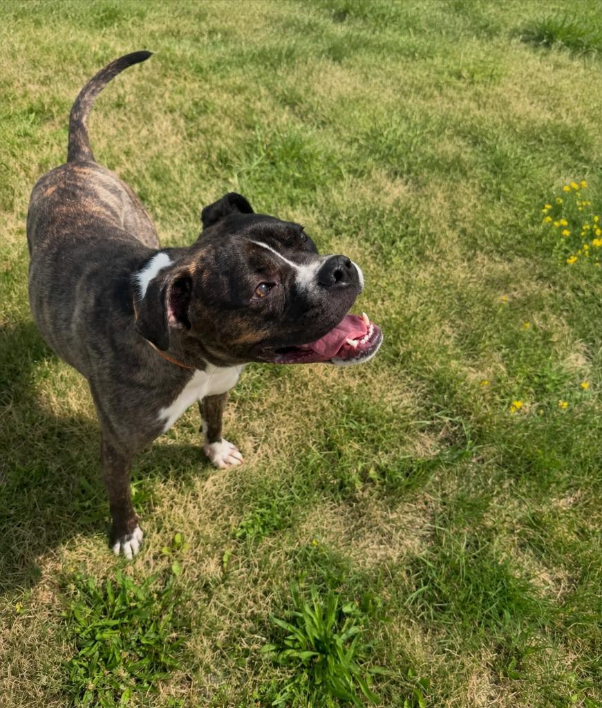 Calisto (Buddy), a Adoptable mixed breed in Waverly, NY image 5/5