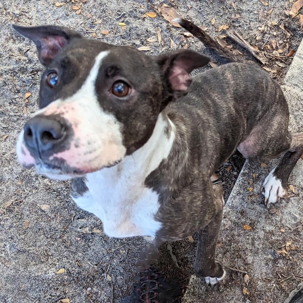 Hera Love, a Adoptable Mixed Breed in Port Charlotte, FL image 1/5