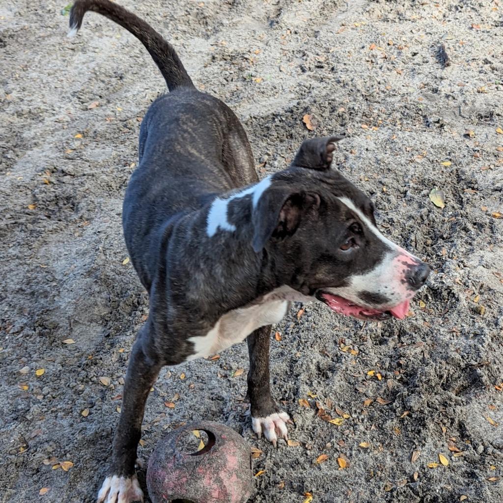 Hera Love, a Adoptable Mixed Breed in Port Charlotte, FL image 2/5