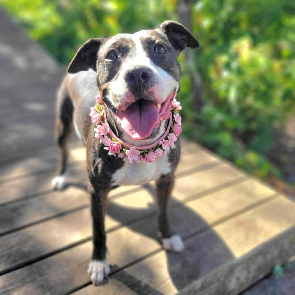 Hera Love, a Adoptable Mixed Breed in Port Charlotte, FL image 3/5