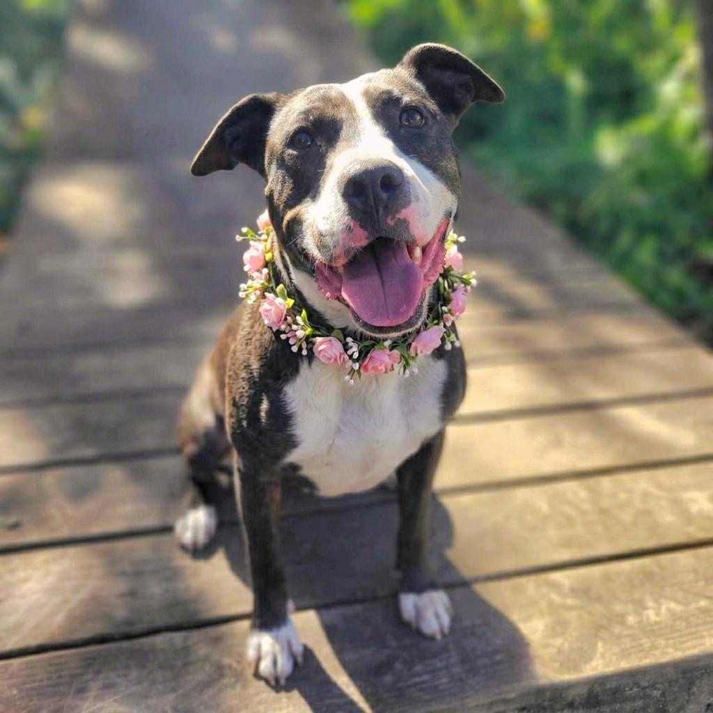 Hera Love, a Adoptable Mixed Breed in Port Charlotte, FL image 4/5