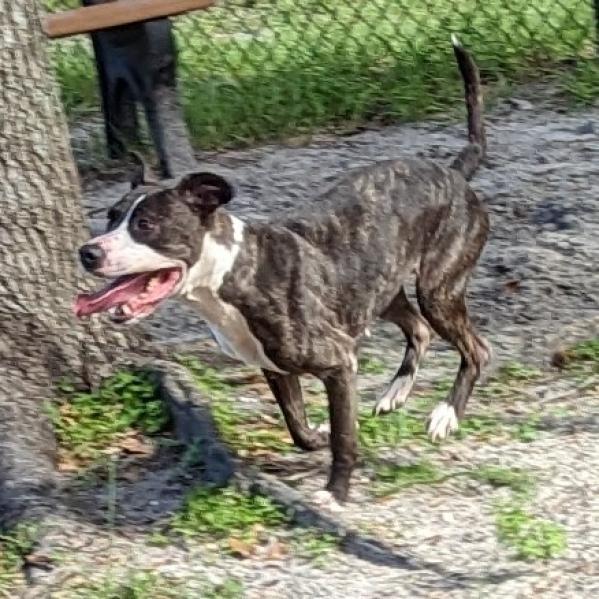 Hera Love, a Adoptable Mixed Breed in Port Charlotte, FL image 5/5