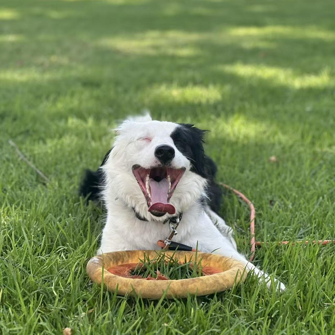 Chopper, ADOPTABLE, Adult Female Border Collie.