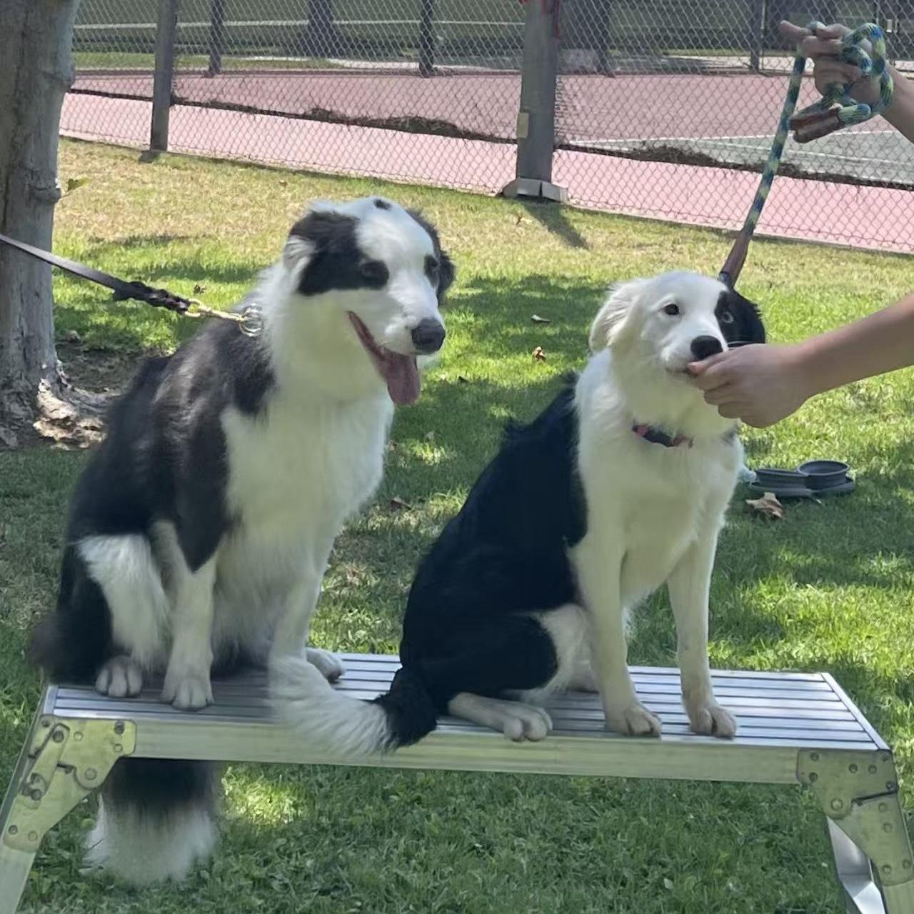 Chopper, a ADOPTABLE Border Collie in Van Nuys, CA image 5/6