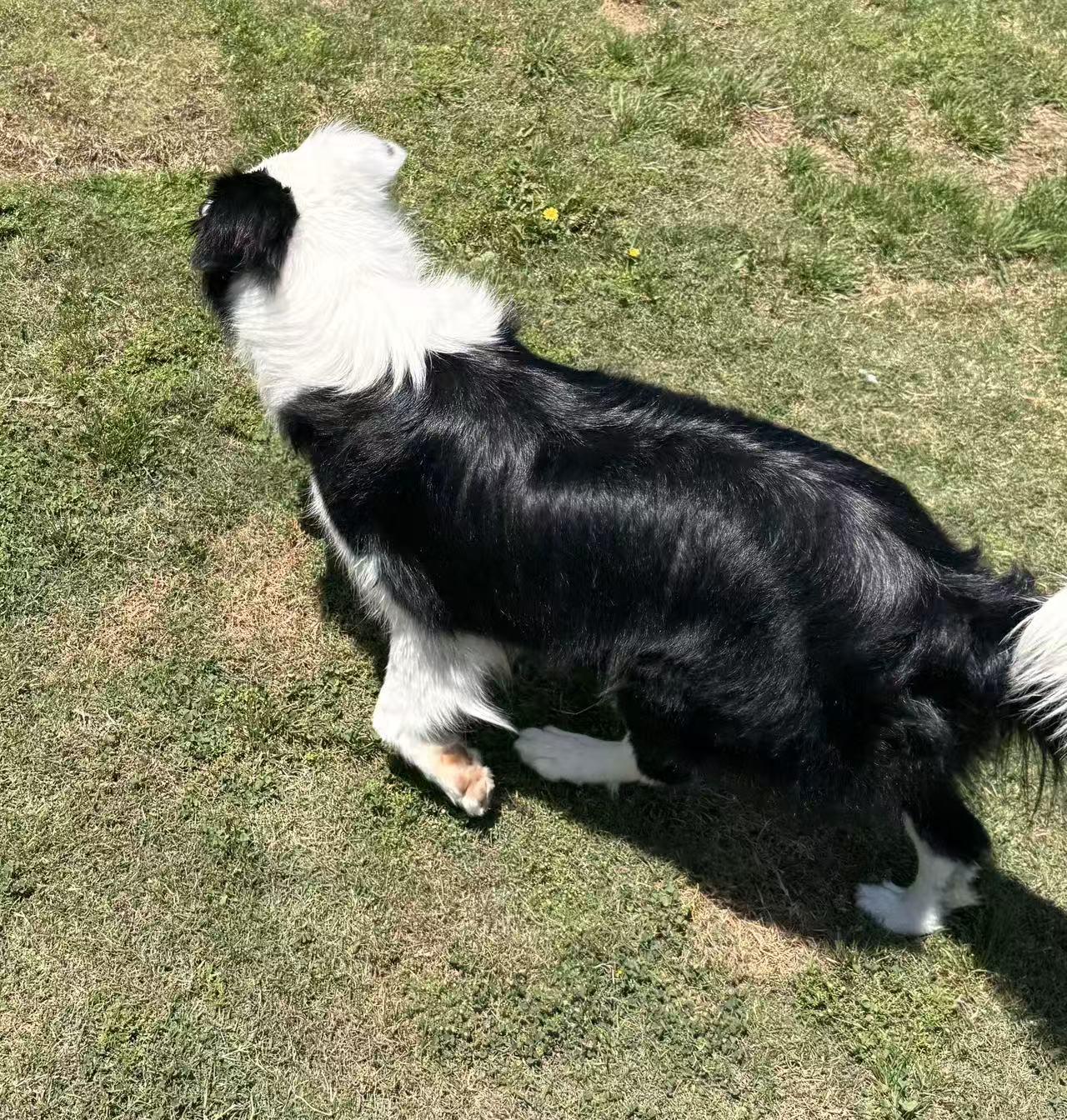 Chopper, a ADOPTABLE Border Collie in Van Nuys, CA image 3/6