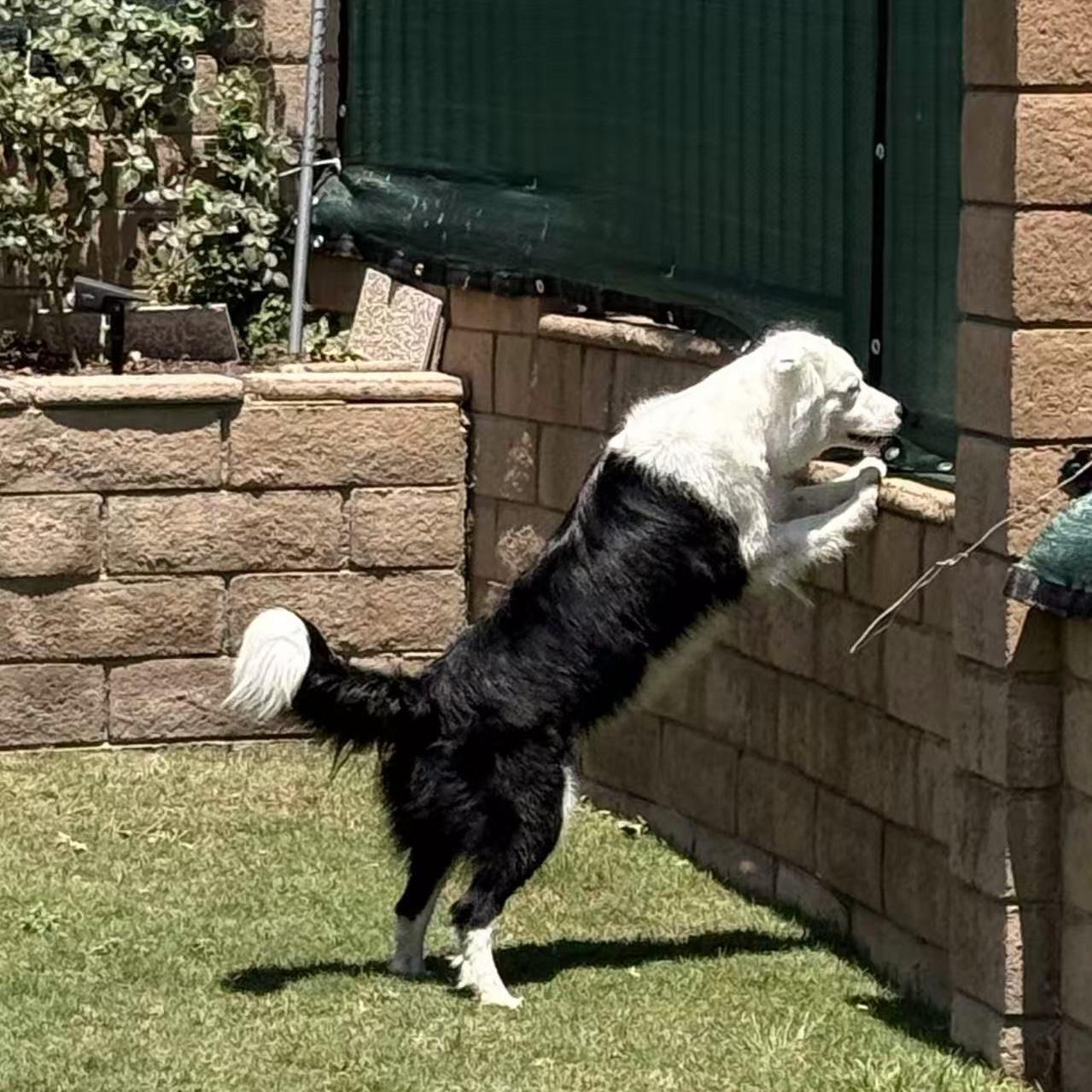 Chopper, a ADOPTABLE Border Collie in Van Nuys, CA image 4/6