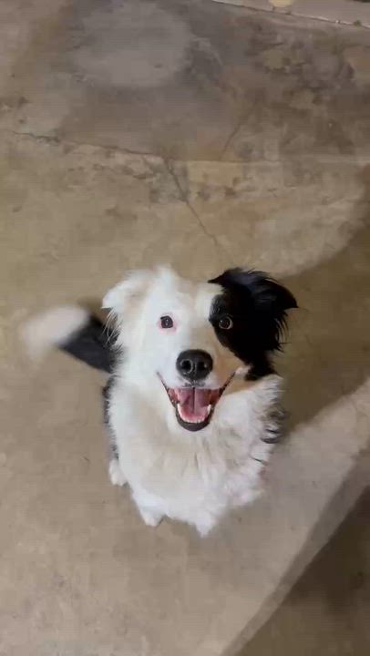 Enlarge Chopper, a ADOPTABLE Border Collie in Van Nuys, CA video 6/6